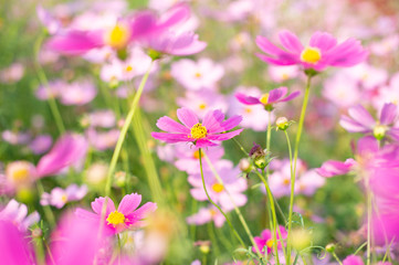 Fototapeta premium pink cosmos flower blooming in the field, vintage tone