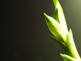 Obraz premium アップで撮ったバンブー。