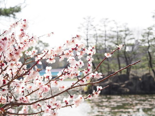 近所の公園の桜の花。
