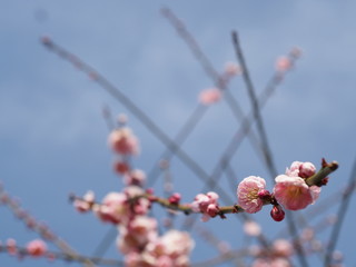 近所の公園の桜の花。