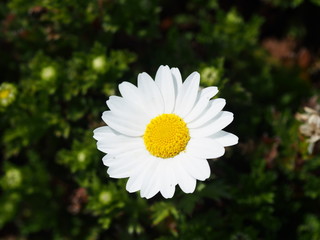 Obraz premium 小さな白い花をアップで撮りました。