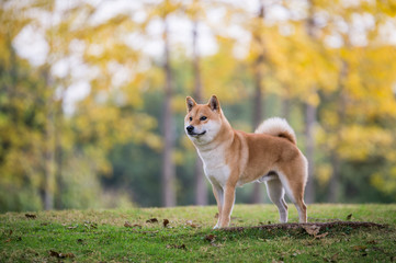 Cute Shiba Inu in the park grass