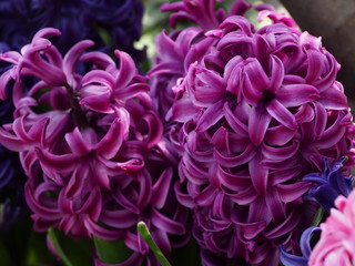 赤い花のアップ写真。