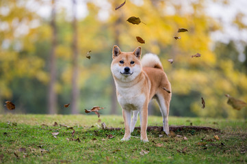 Cute Shiba Inu in the park grass