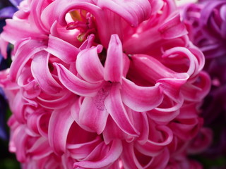 赤い花のアップ写真。