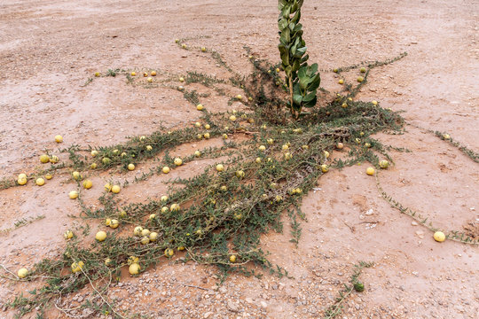 Wild desert gourd or colocynth (Citrullus colocynthis) in the desert of Saudi Arabia