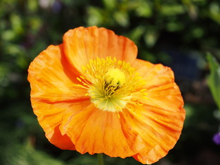 公園で黄色の花をアップで。