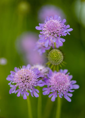 Scabiosa columbaria 'Butterfly Blue'