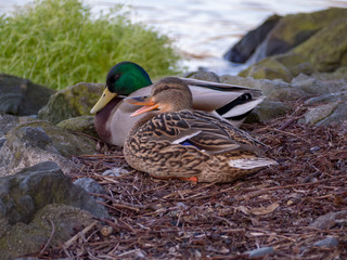 Mallards