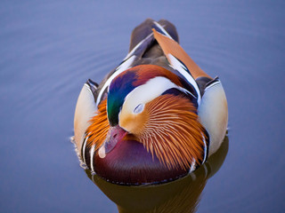 Mandarin duck