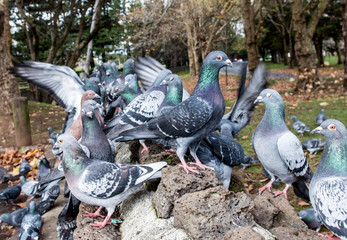 The dove is in the center of the pack and vigilantly guards it