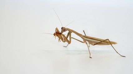 The side view of brown praying mantis (Tenodera sp.) was eating a cockroach against white background.