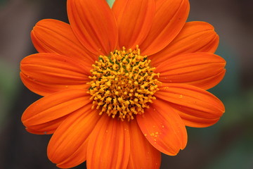 micro of Sunflower on a meadow in the light of the setting sun
