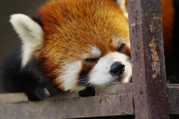 お昼寝中のレッサーパンダ