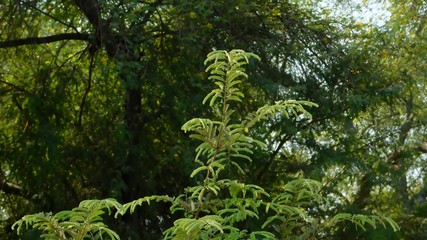 Fototapeta premium leaves of a spring tree in a garden 