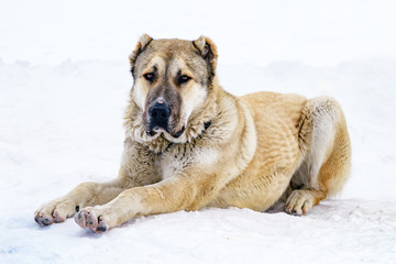 Naklejka premium Central Asian Shepherd Dog Alabay sitting on the snow.