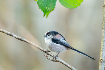 Long-tailed tit. Close up of one adult Long-tailed tit, perching on a branch and facing left. Clean background.  Horizontal.  Space for copy.