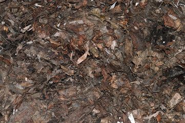 dry leaves in winter as a background