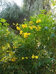 spring shrub in yellow