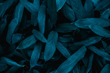 abstract green leaf texture, nature background, tropical leaf