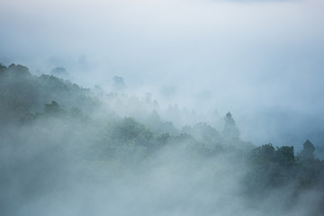 濃霧に包まれる森林