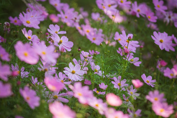 木漏れ日に咲く秋桜