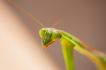 チョウセンカマキリの顔