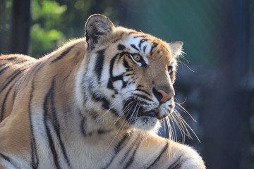 close up of big face tiger