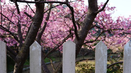 White wooden fence in the front against pink cherry flower tree background.