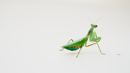 Green praying mantis(Hierodula bopapilla.) with white background. Mantis stand on the ground and turn around its head.