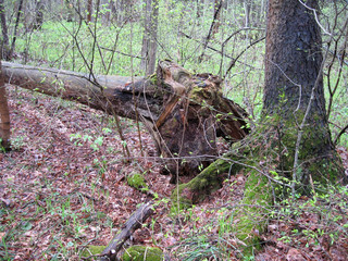 Fototapeta premium Old twisted ugly dry tree with a beautiful sunny day in Russia