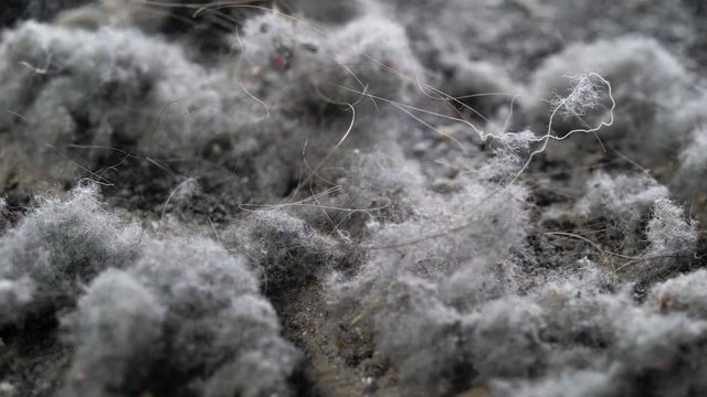 Macro dust shots with hair. The pollution that the vacuum cleaner collects when cleaning an apartment or house.