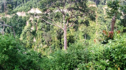 Fototapeta premium trees in forest