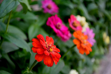 Zinnia Flowers