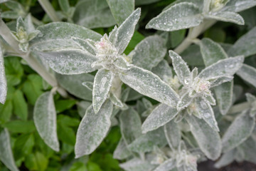 Close up of frost green leaf for background , copy space