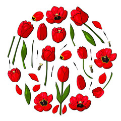 circle of red tulips set vector consists tulip elements. Construct your own red tulip wreath. Elements for constucting easter cards