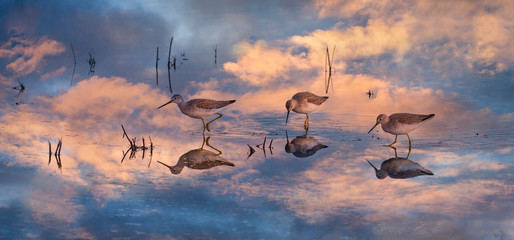 group of birds feeding in sunset