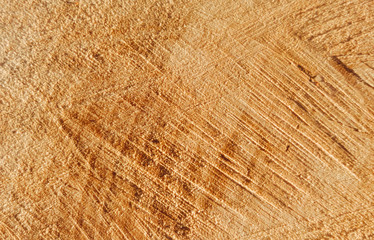 The texture of the cut tree on which you can see the thread from the saw