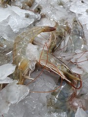 fresh shrimp on ice in market