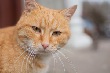 Cool ginger cat confidently looks into the camera lens