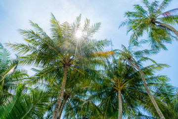 Fototapeta na wymiar Beach summer vacation holidays background with coconut palm tree