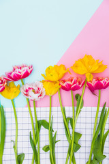Colorful mock up of tulip flowers on geometry background. Minimal floral composition. Popular International Women's Day concept. Flat lay, top view.