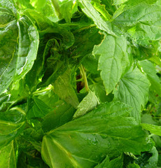 Twisted leaves of currant. Currant branch with wrinkled leaves affected by black aphid. Aphids,...