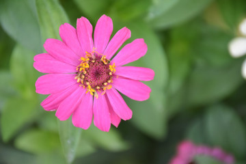 Zinnia Flowers