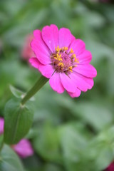 Zinnia Flowers