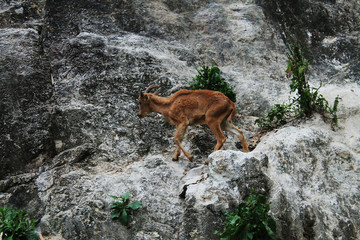 Deer on the rock