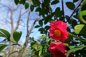 赤いサザンカの花が咲く