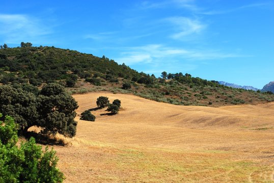 View across field towards mountains between Algodonales and Villamartin, Spain.