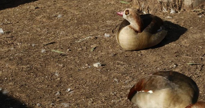 Beautiful brawn ducks resting
