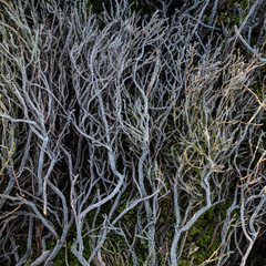 Beautifully detailed close up intimate abstract landscape nature image of frozen heather, leaves and bracken foliage in WInte